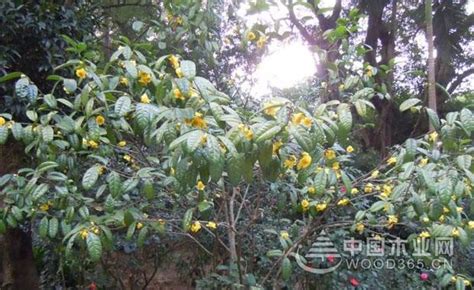 金茶花的花语是?