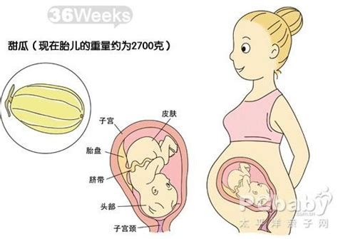 怀孕18周胎儿的图片欣赏