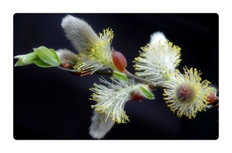 枯枝上直接长花朵,这种植物叫什么名字