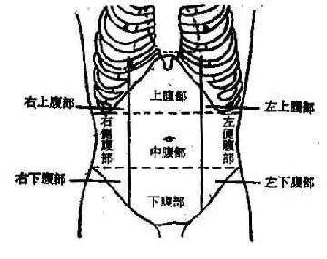 女性腹部器官对照表