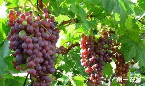 葡萄酒网上说葡萄的收获期一般是一年一次吗?