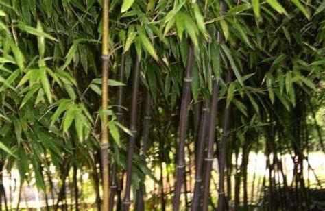 竹子怎么栽种?在什么时候栽?