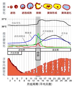 月经周期不规律会怀孕吗