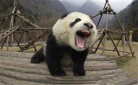 我是一只大熊猫-状物作文300字【共计8篇】