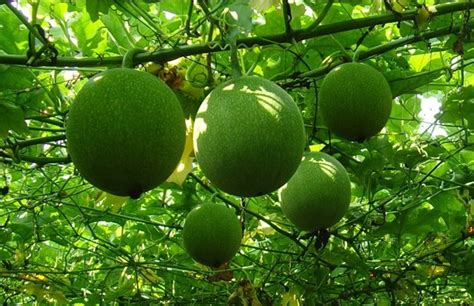 瓜蒌籽和野葫芦籽有什么区别?