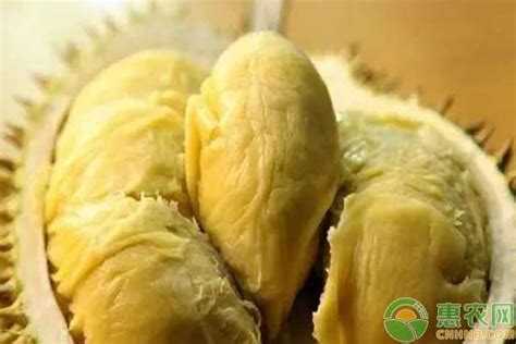 桂林榴莲卖多少钱一斤