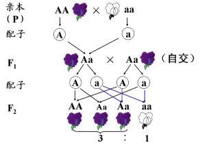 初二生物遗传图解