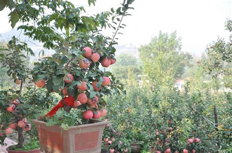 怎么养盆栽的苹果树啊？