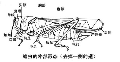 蝗虫的呼吸器官在哪