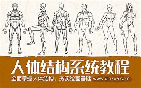 男女生身体特征有啥不同