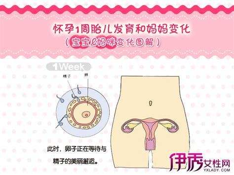 孕期哪个月胎儿长得快