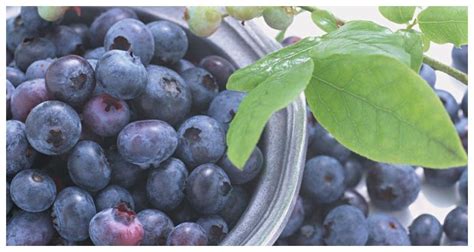 蓝莓成熟的季节是几月份