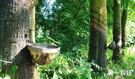 到勐腊县投资种橡胶树前景如何?一棵树一年能有多少收益?