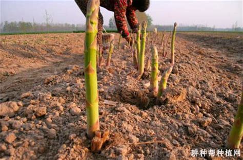 芦笋的种植技术