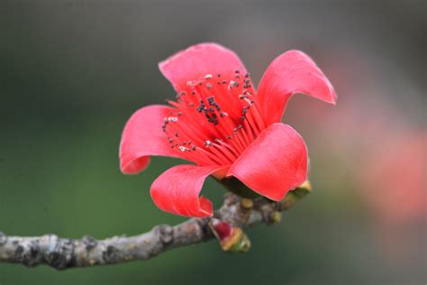 木棉花几月份开?