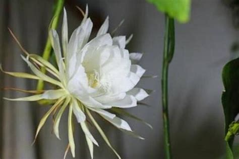 我眼中的昙花-植物作文300字(优秀10则)