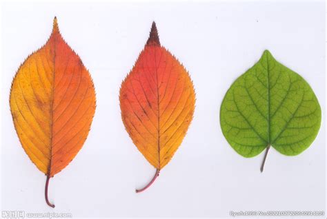 那一片片黄叶-小学生自然作文900字(摘抄10篇)