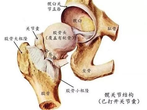 髋关节运动的模式图