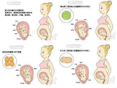 各孕期胎儿发育情况