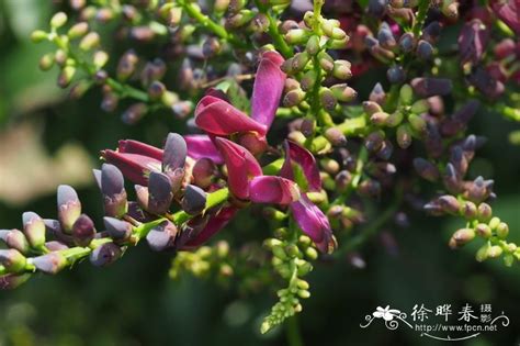 香花岩豆藤盆景如何施肥