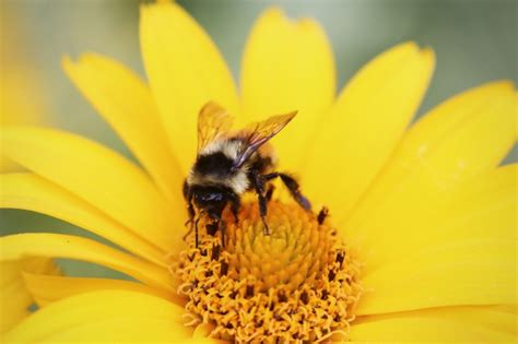 蜜蜂采蜜的优美句子[通用76条]