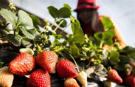 四季草莓什么时候种植合适?