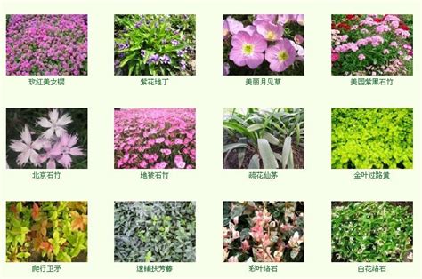 植物叫什么名字?