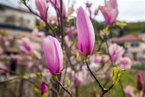 紅玉蘭花什么時(shí)候開(kāi)花