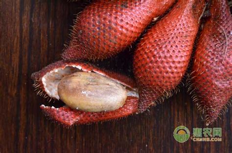 泰国蛇皮果该怎么种?