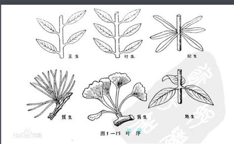 丝葵为什么被称为老人葵?我是广东的种植户,请问如果种植老人葵要注意哪些事项呢?