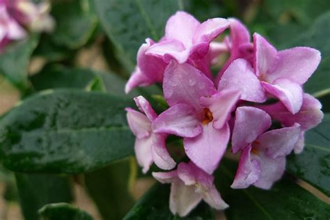 所有瑞香花的品种和花语