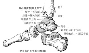 耻骨结节解剖图