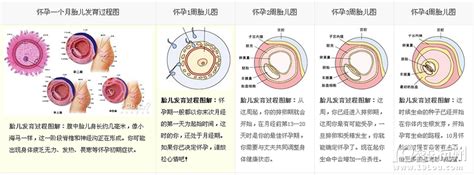 胎儿成长发育过程图 卡通版