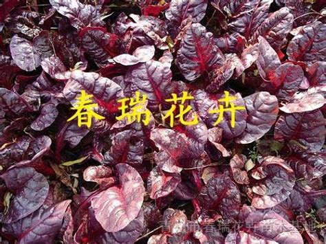 红叶甜菜一亩能产量多红叶甜菜一亩少斤?