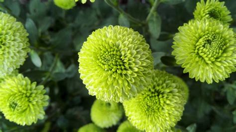 绿菊的养殖方法和注意事项有哪些