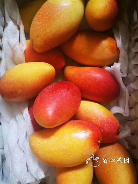 我爱吃芒果作文【汇总10则】