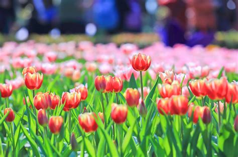 石象湖郁金香节门票多少钱