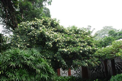 东南亚木材FAGRAEA FRAGRANS(拉丁名),香灰莉木,市场上常用名字叫什么?