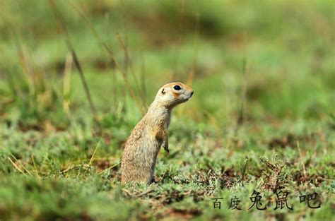 白尾巢兔鼠