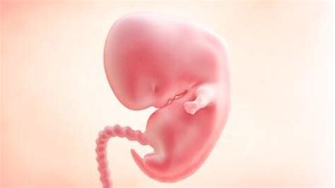 怀孕后多久可以测出来胎儿的性别