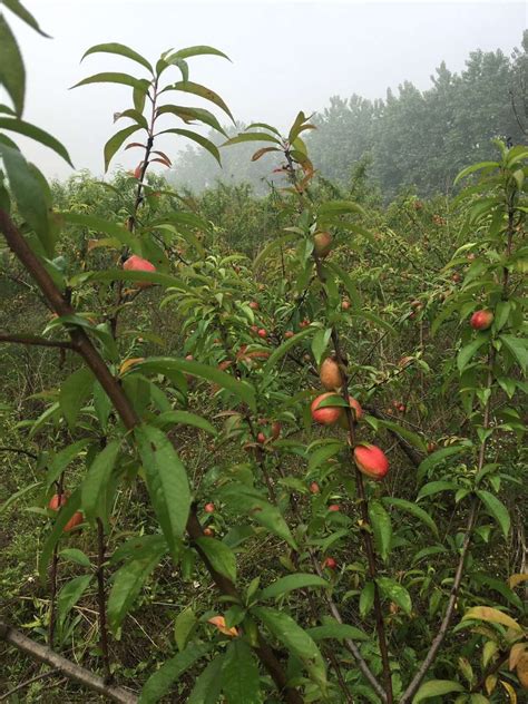 小果日记之《星星树？杨桃树？》_童话作文（共计7则）