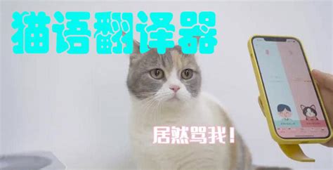 有人知道猫咪在说什么吗?猫咪翻译器有用吗