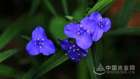白花紫露草的花语是什么?