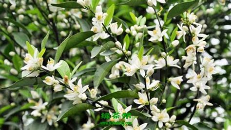 茶花树的花能吃吗?有什么作用?