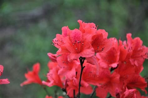 鹿角杜鹃花芽是红色,开的是什么颜色的花?