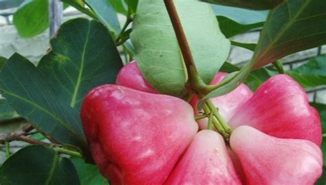 蒲桃跟洋蒲桃莲雾是一种植物吗 为什么百度百科的蒲桃偏圆 而且里面有很大的果肉 而莲雾是成锥形的