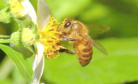 蜜蜂瓷砖怎么样 蜜蜂瓷砖价格