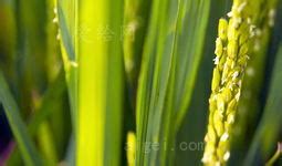 水稻和小麦会开花吗?