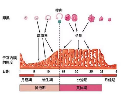 多大子宫发育完全