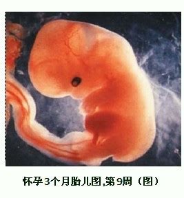 怀孕八个月胎儿发育完全了吗